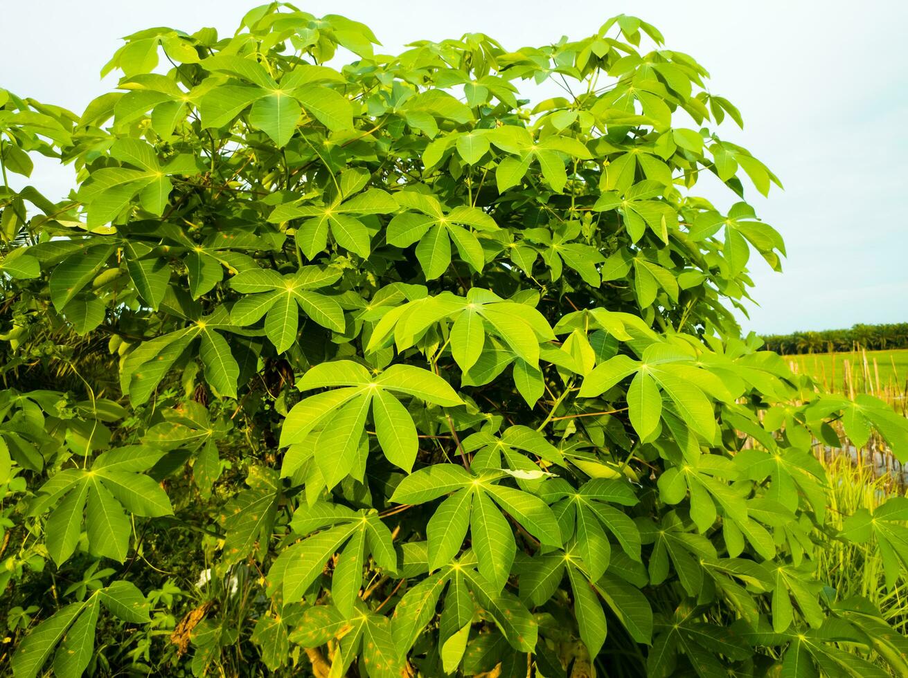 green cassava leaf plants suitable for background photo