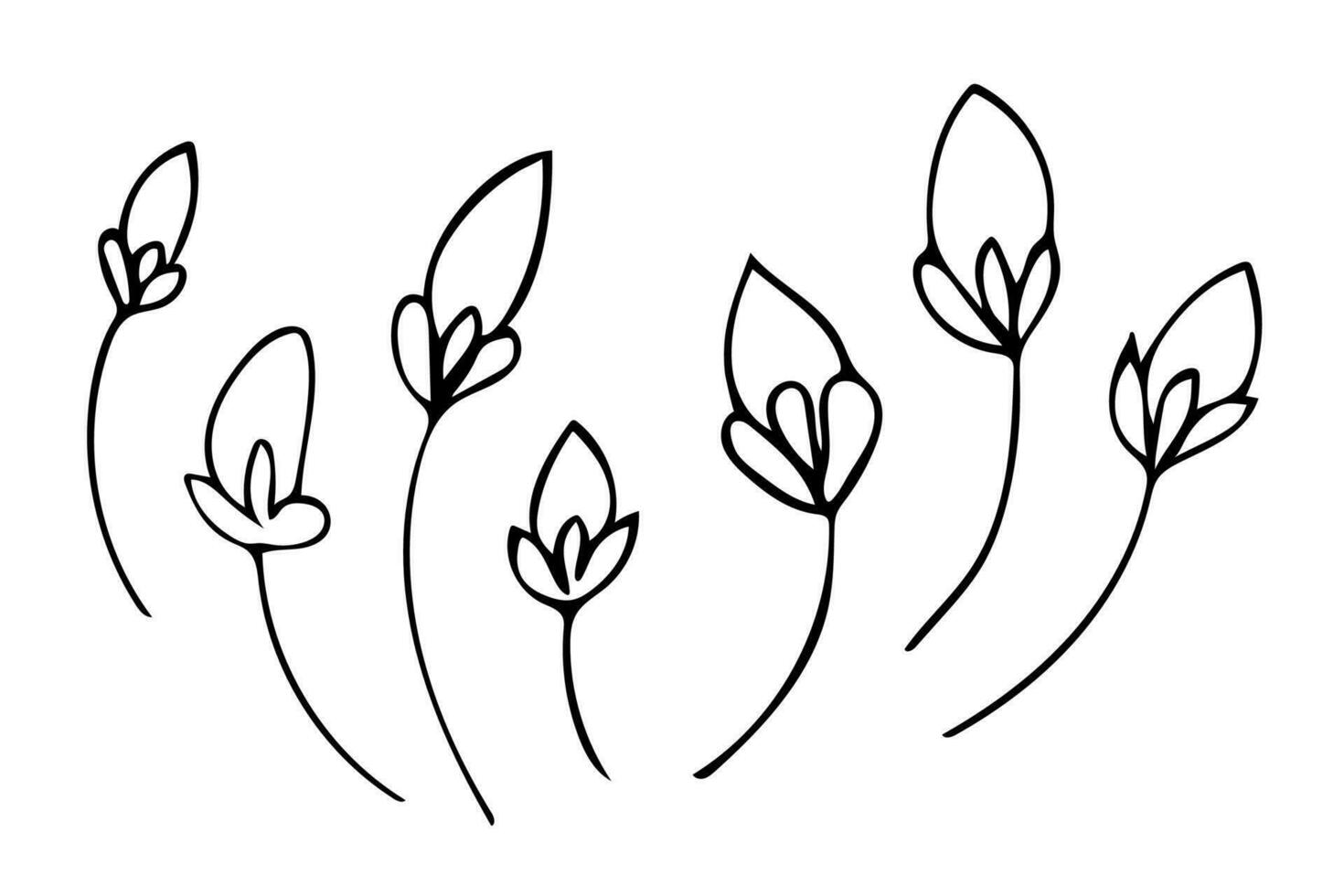 Set of hand drawn outline flowers, black botanical illustrations isolated on white background. Doodle drawing vector