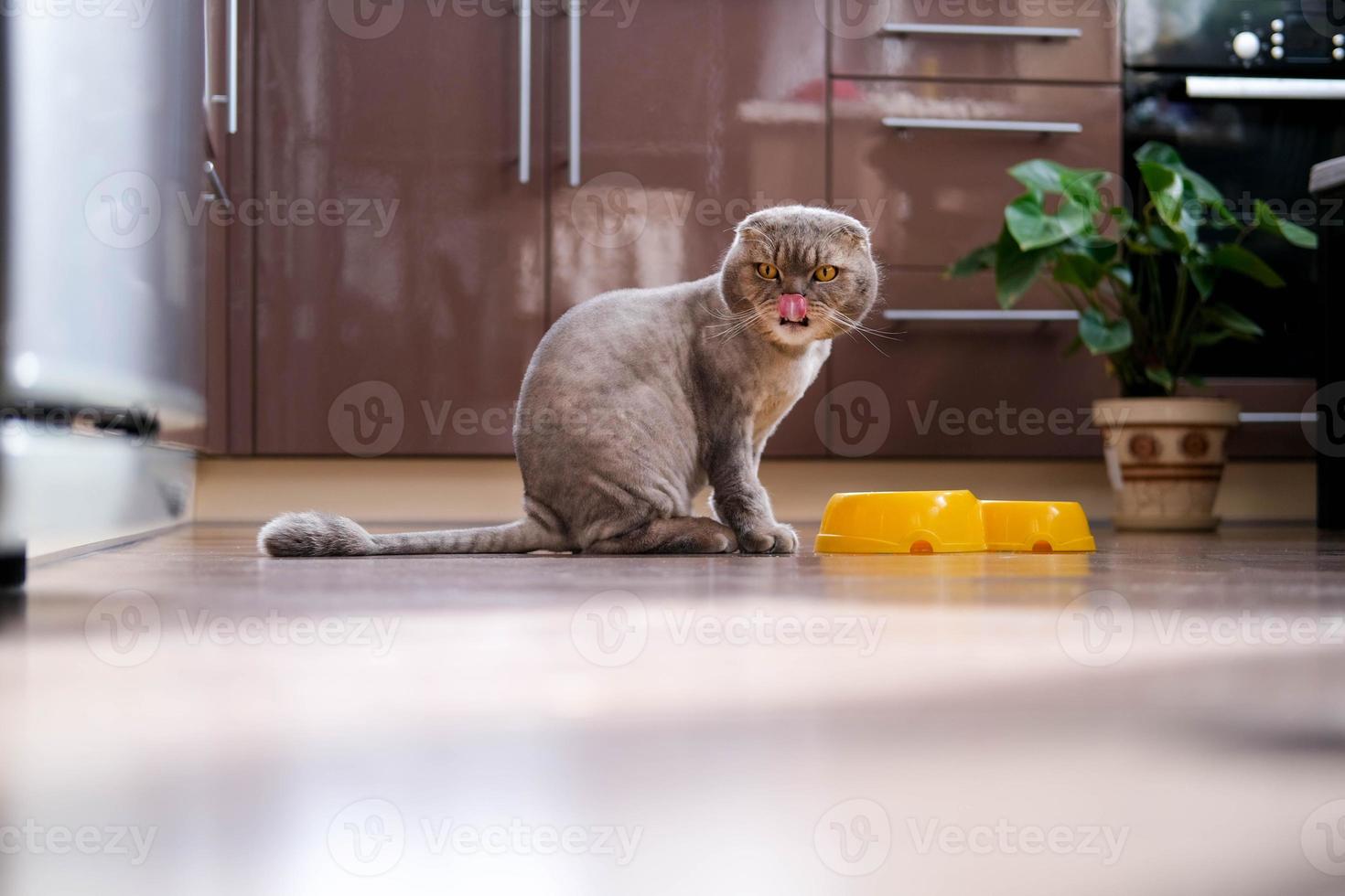 A beautiful trimmed cat sits near a bowl of food in the kitchen. Funny cat licks its lips before eating. The breed is lop-eared. photo