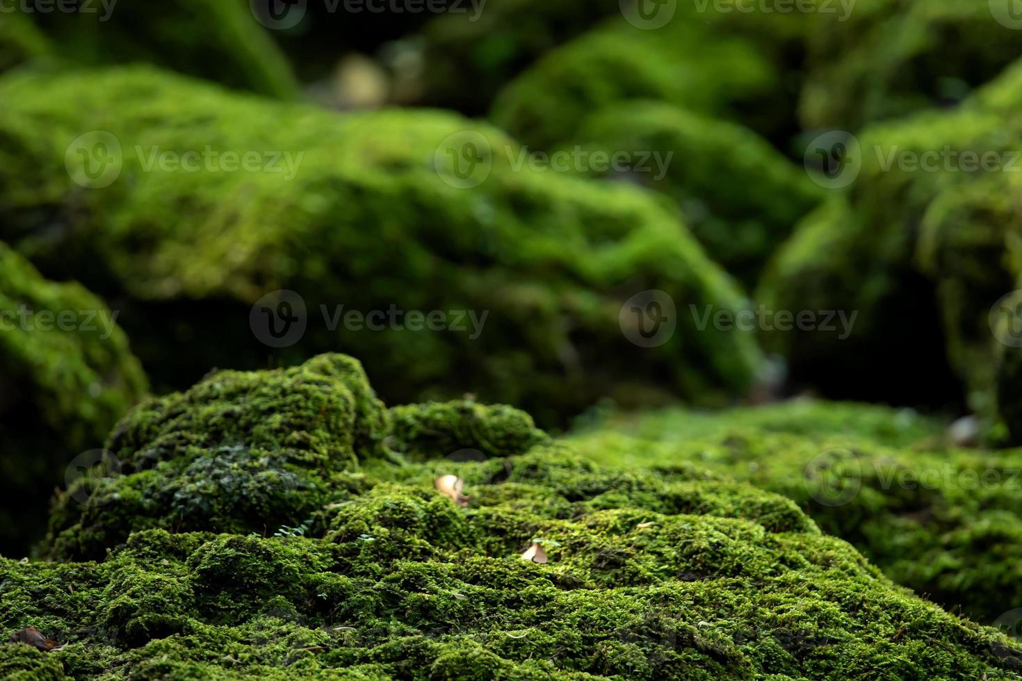 Beautiful Bright Green moss grown up cover the rough stones and on the floor in the forest. Show with macro view. Rocks full of the moss texture in nature for wallpaper. photo