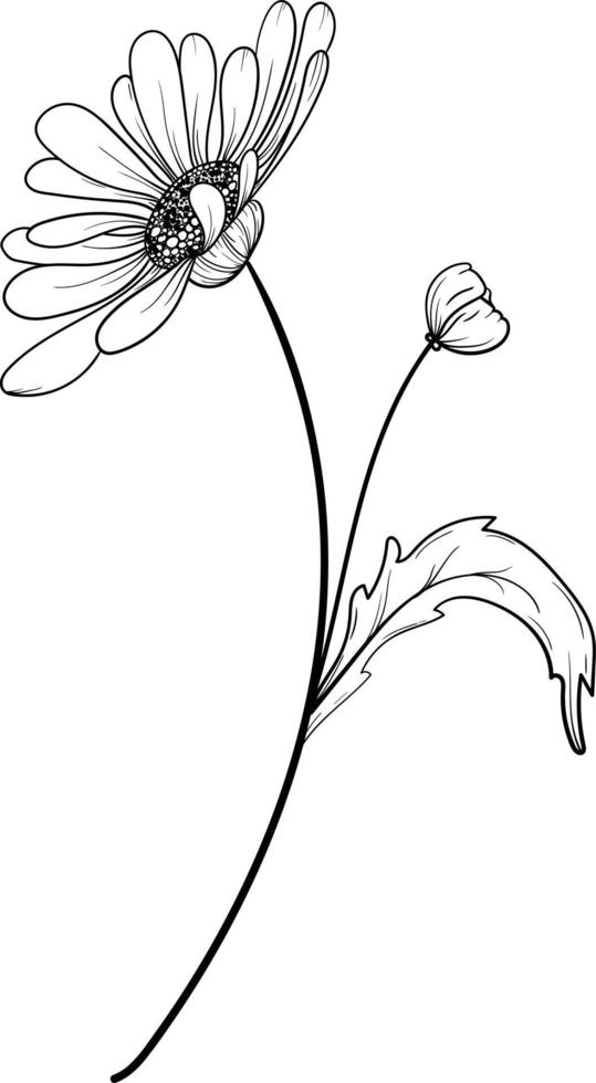 Linear daisies and leaves. Hand drawn illustration. vector