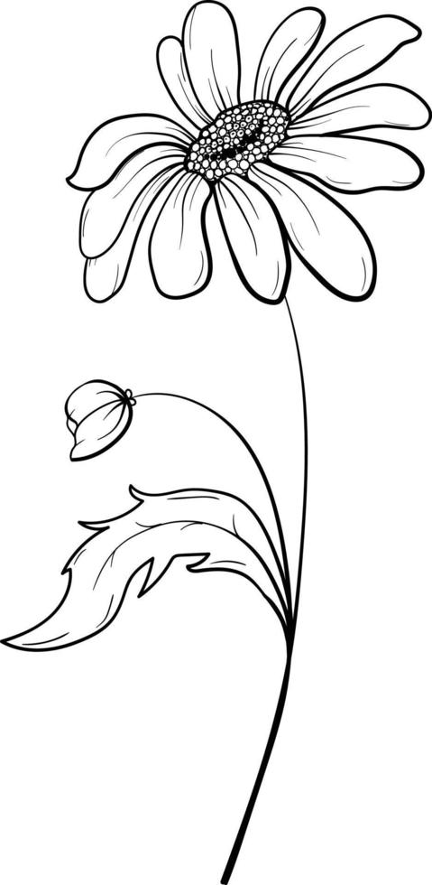 Linear daisies and leaves. Hand drawn illustration. vector