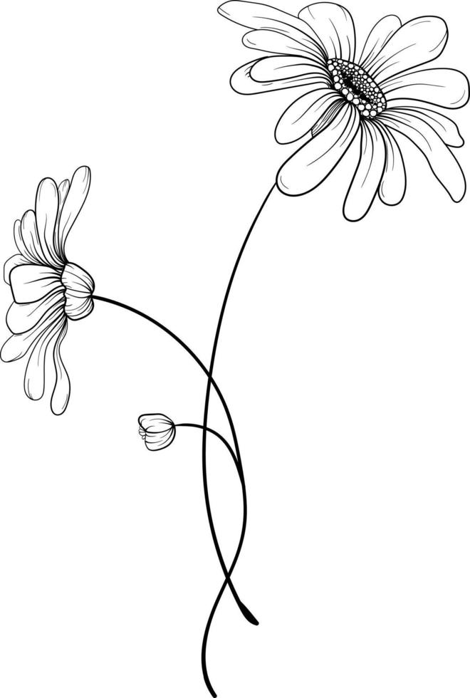 Linear daisies and leaves. Hand drawn illustration. vector