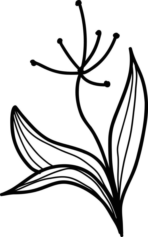 Summer meadow line art wildflowers, herbs and stems. Flowers and leaves. vector