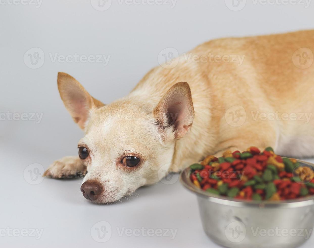 brown Chihuahua dog lying down by the bowl of dog food and ignoring it. Sad or sick chihuahua dot get bored of food. pet's health and pet's behavior. photo