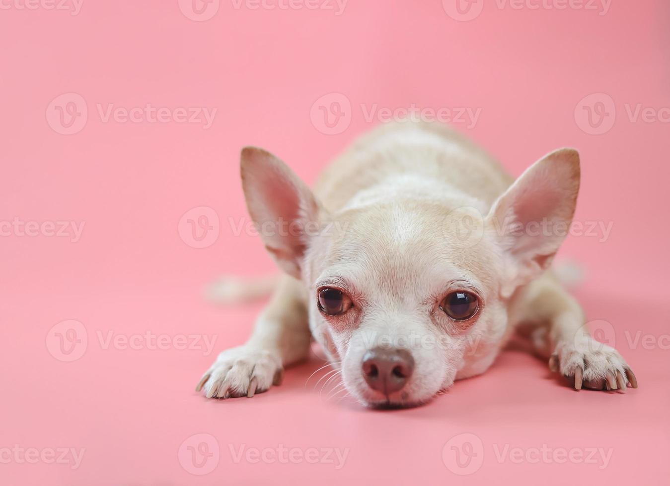 aburrido chihuahua perro acostado abajo en rosado fondo, mirando a cámara. Copiar espacio. foto