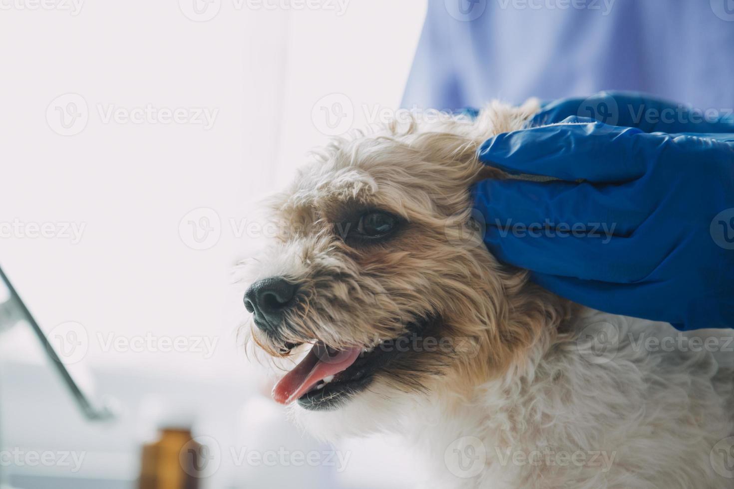 Vet examining dog and cat. Puppy and kitten at veterinarian doctor. Animal clinic. Pet check up and vaccination. Health care. photo