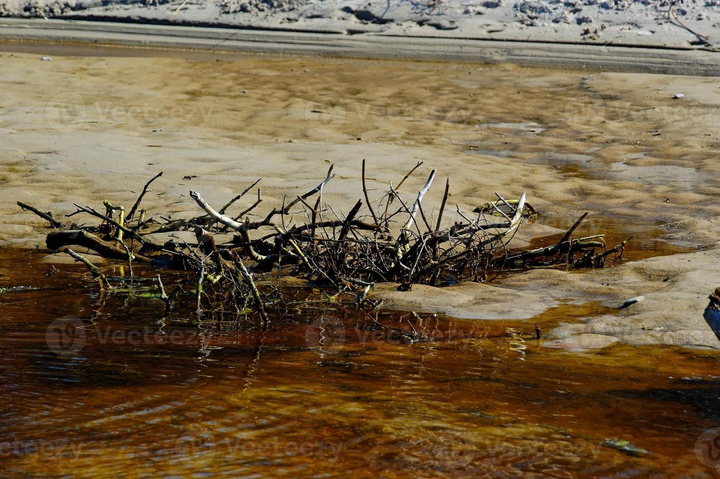 brown withered tree on the sand at the shore photo