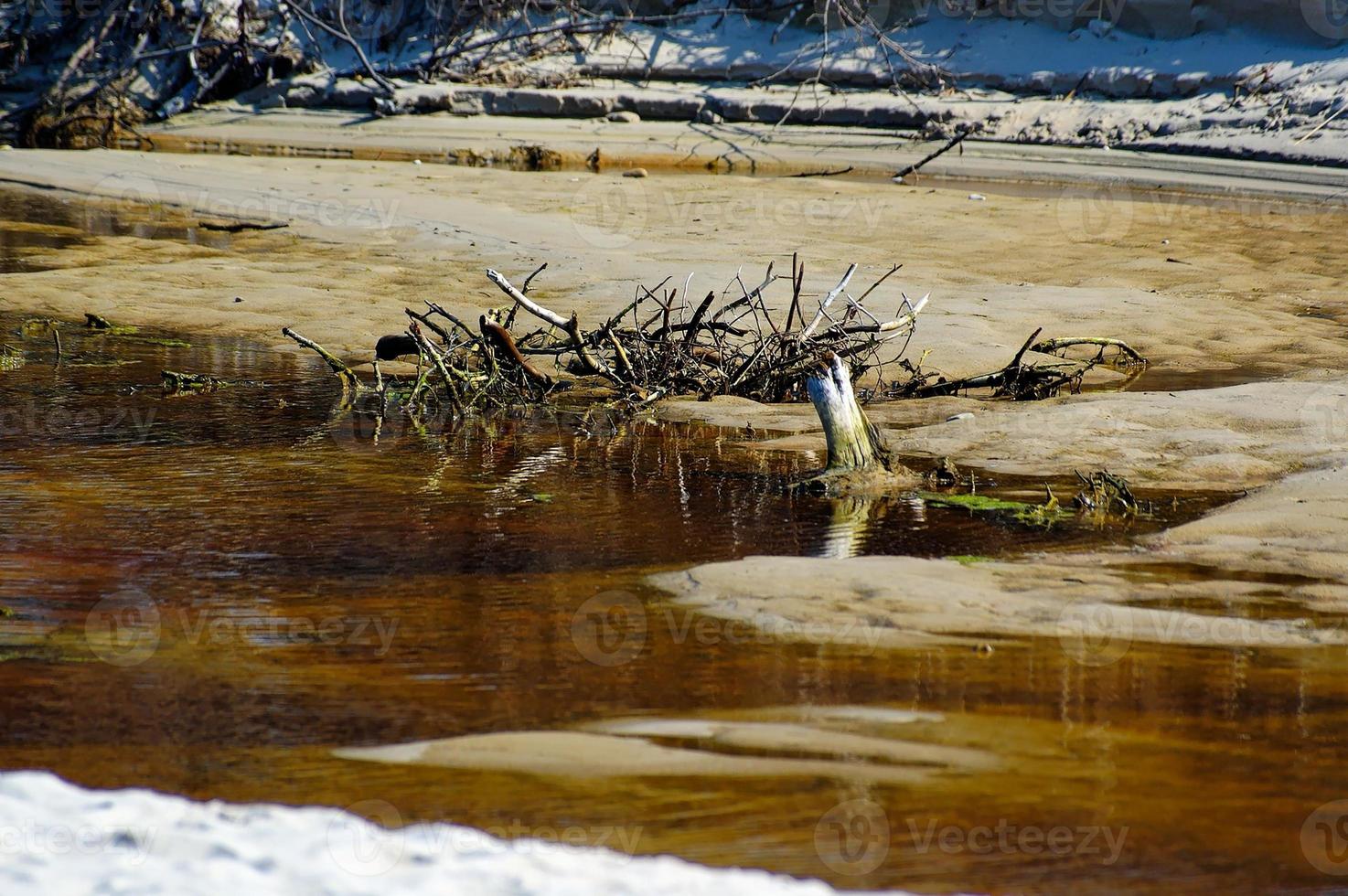 brown withered tree on the sand at the shore photo