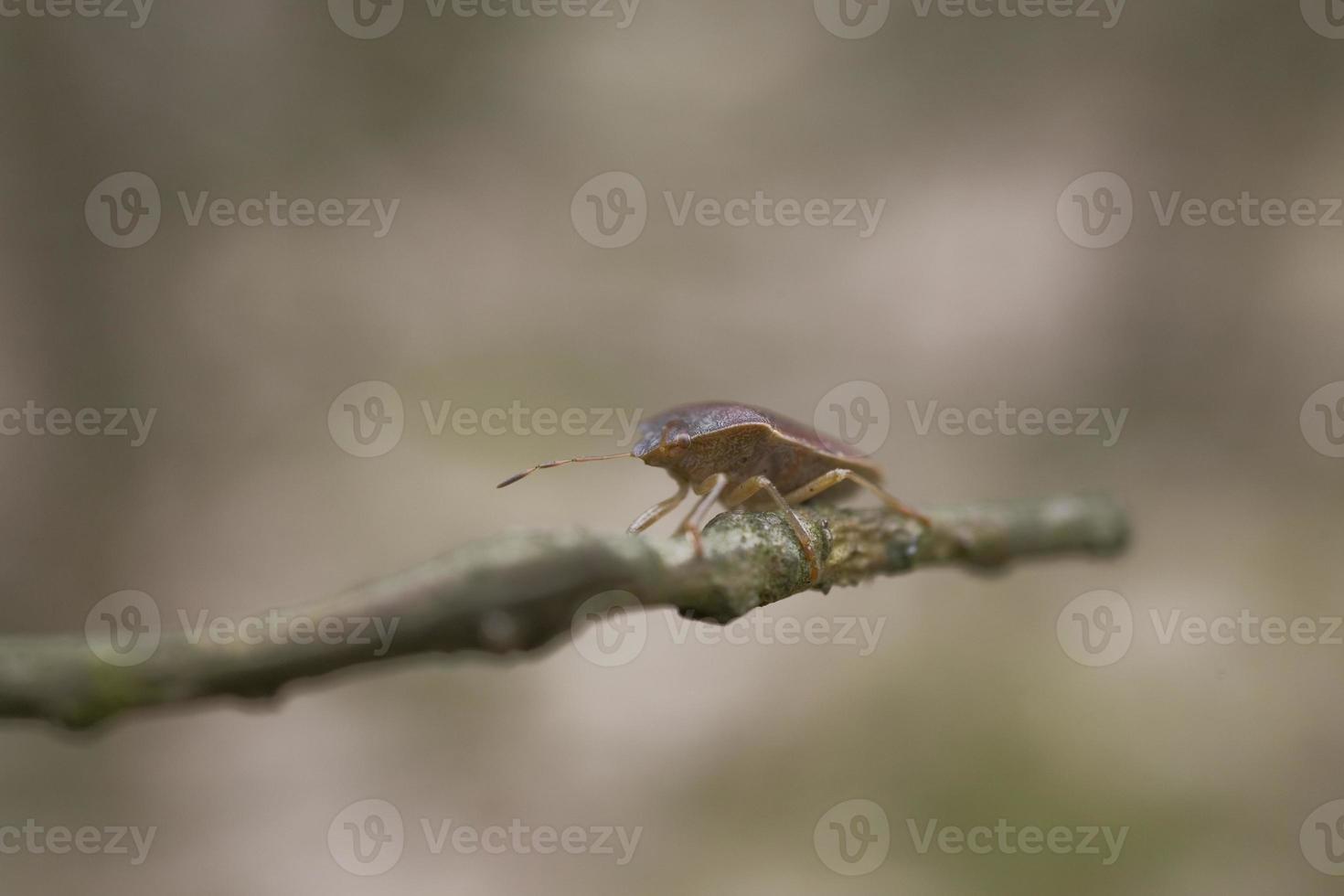 brown insect on a leafless twig against a beige background in spring photo