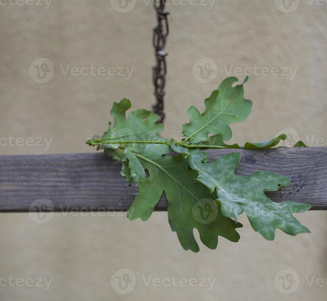 green oak leaves on the wood creating an original background photo