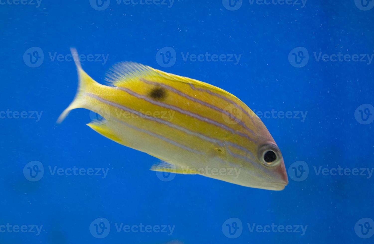 exotic saltwater fish on a blue background in the aquarium photo