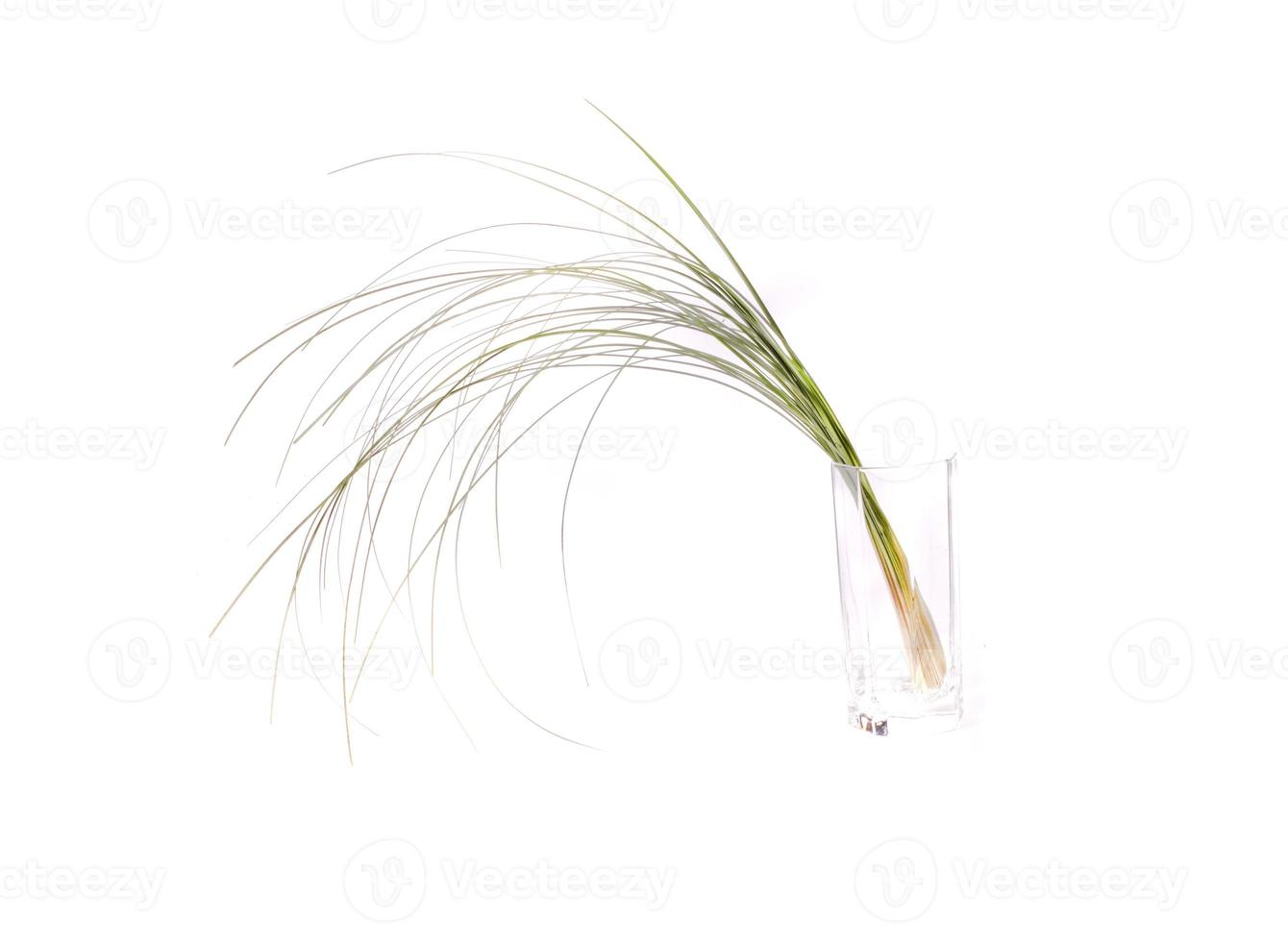 green shoots of grass plants on a white background in a glass photo