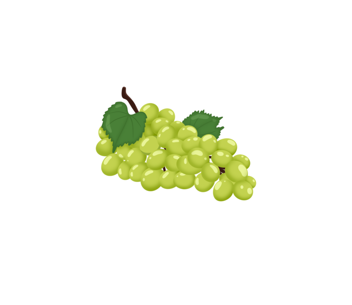 drawing a bunch of grapes with oval green berries png