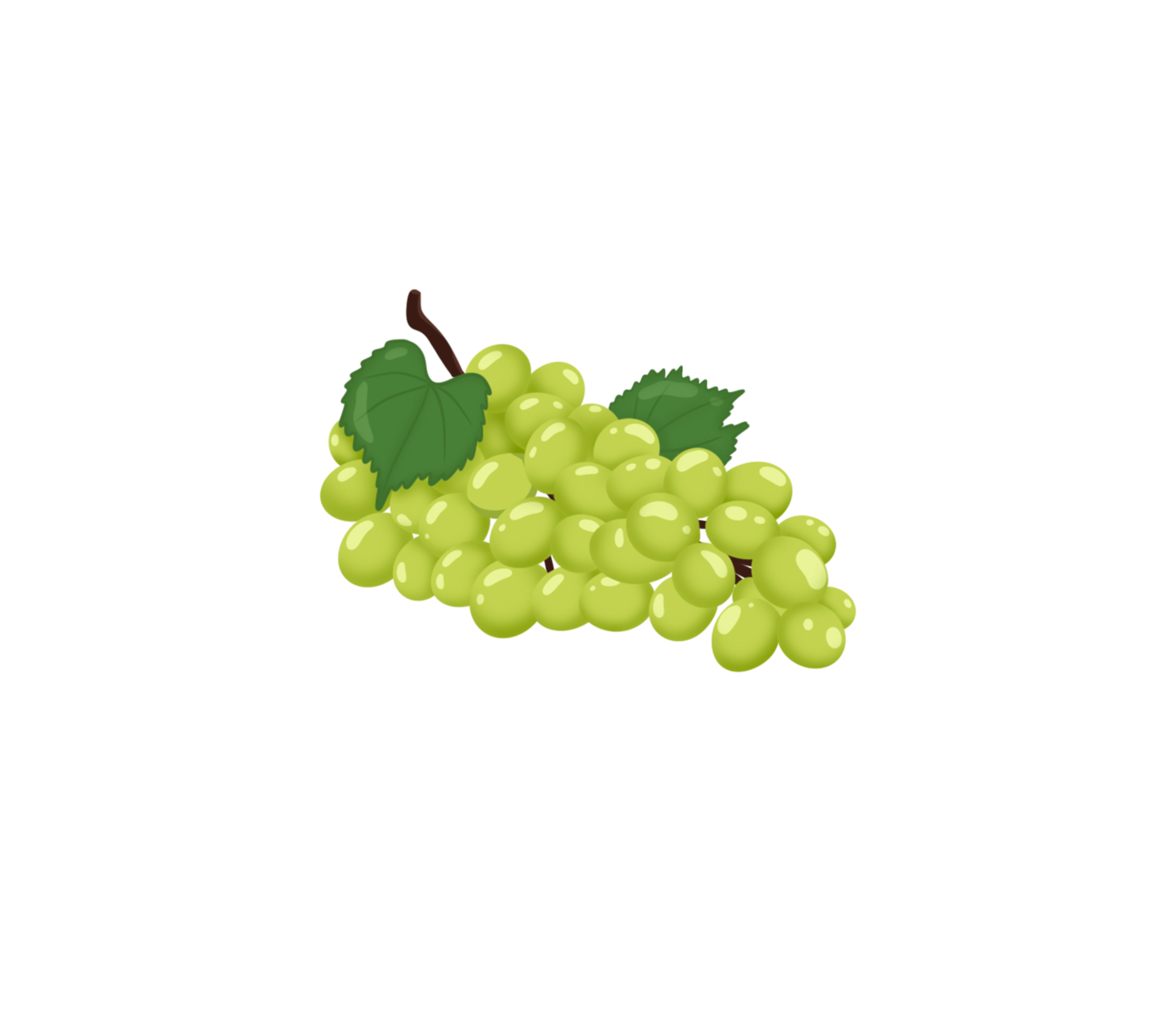 Free drawing a bunch of grapes with oval green berries 22538484 PNG with Transparent Background