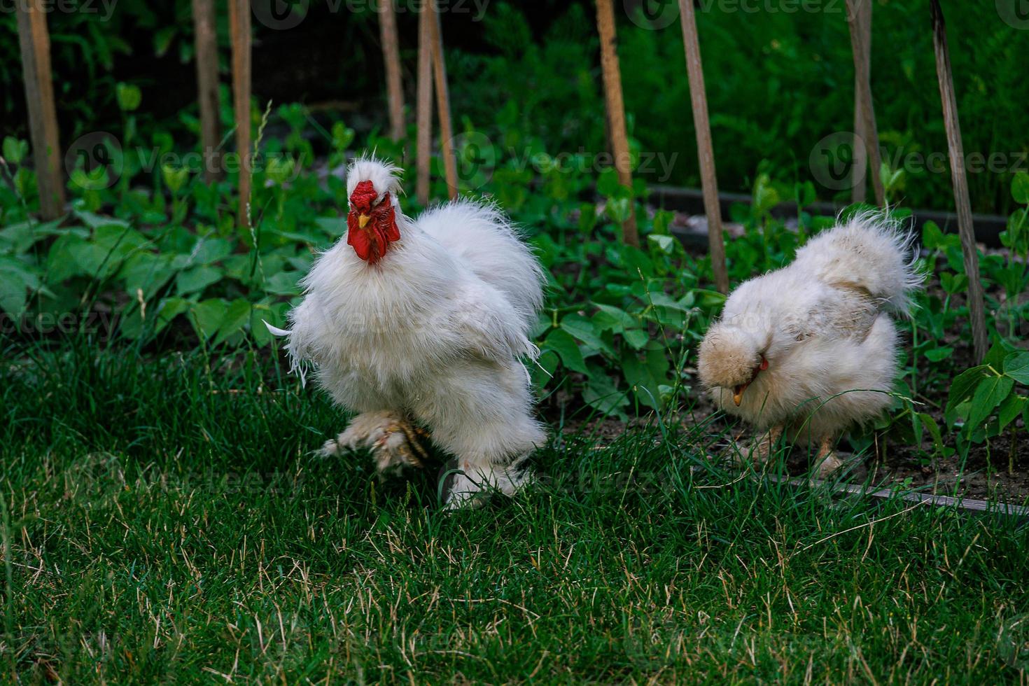 purebred hens on the green grass in the garden on a summer day organic farming photo