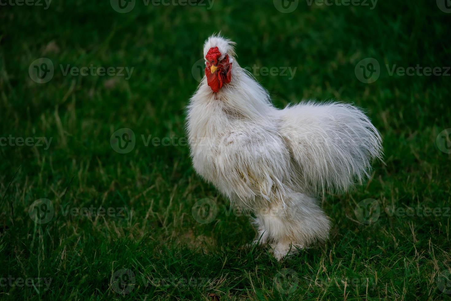 de pura raza gallinas en el verde césped en el jardín en un verano día orgánico agricultura foto