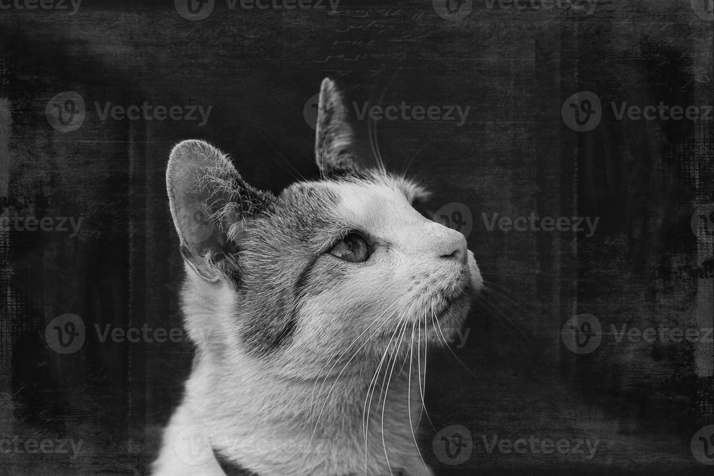 beautiful portrait of a white gray red haired cat on a black background photo