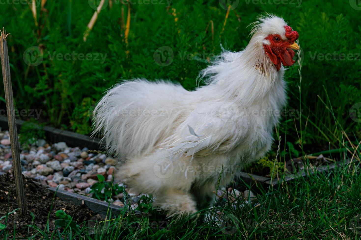 purebred hens on the green grass in the garden on a summer day organic farming photo