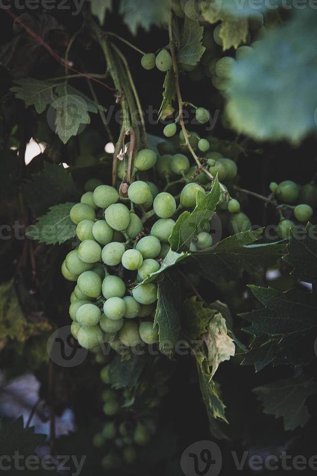 ripe big green grapes on the vine on a warm day photo