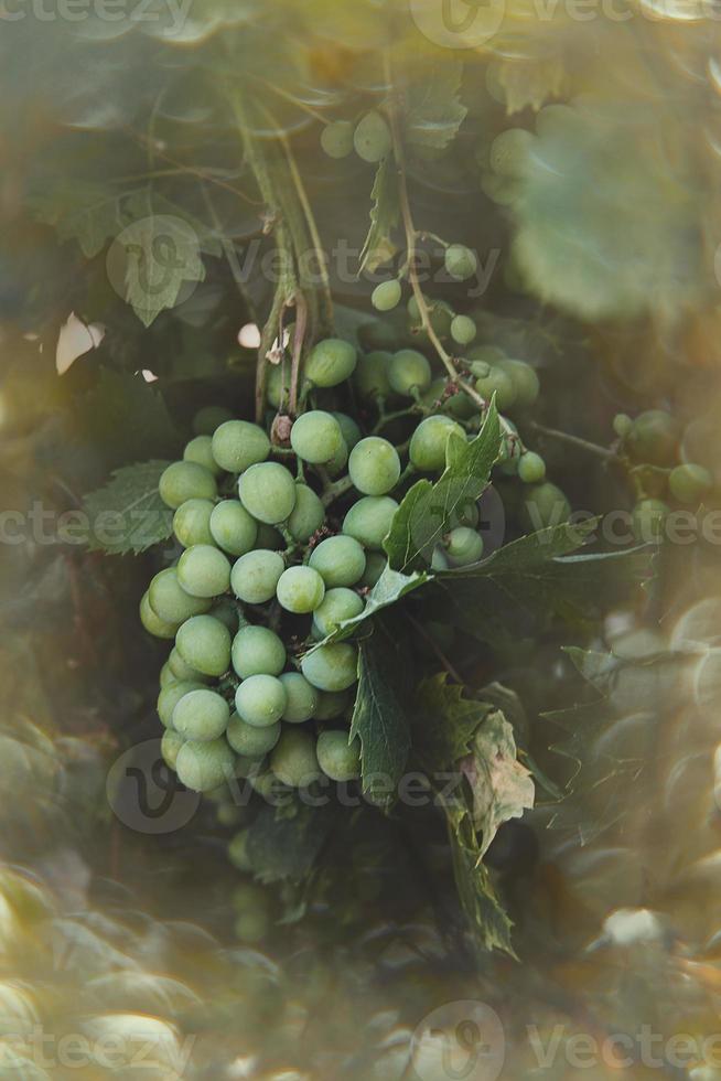 ripe big green grapes on the vine on a warm day photo