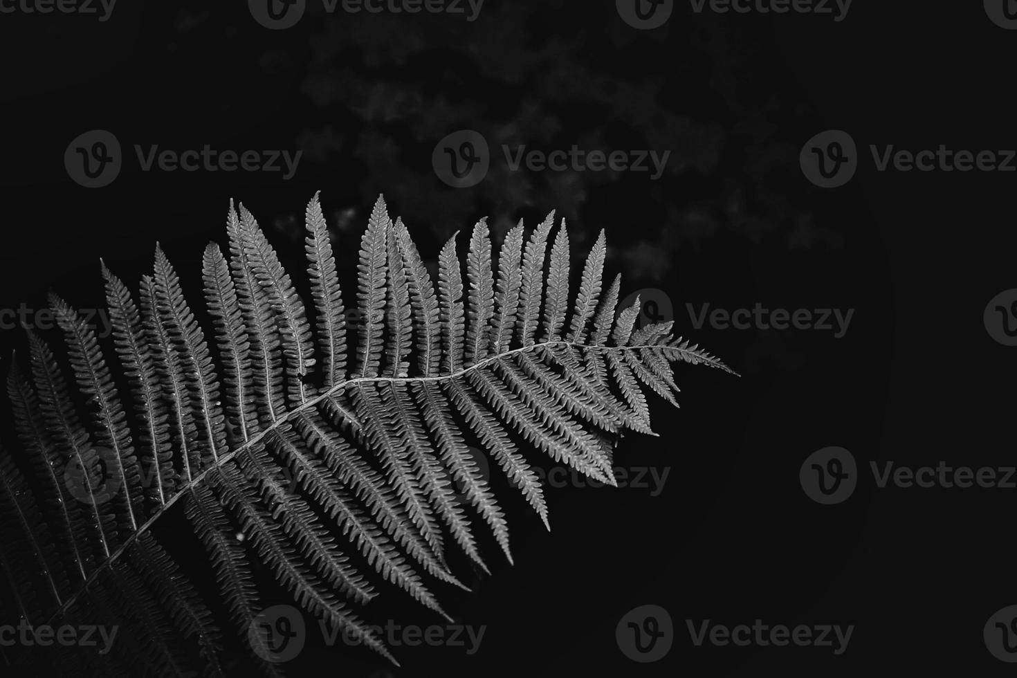 original green fern leaves on a dark background in the forest on a summer day photo