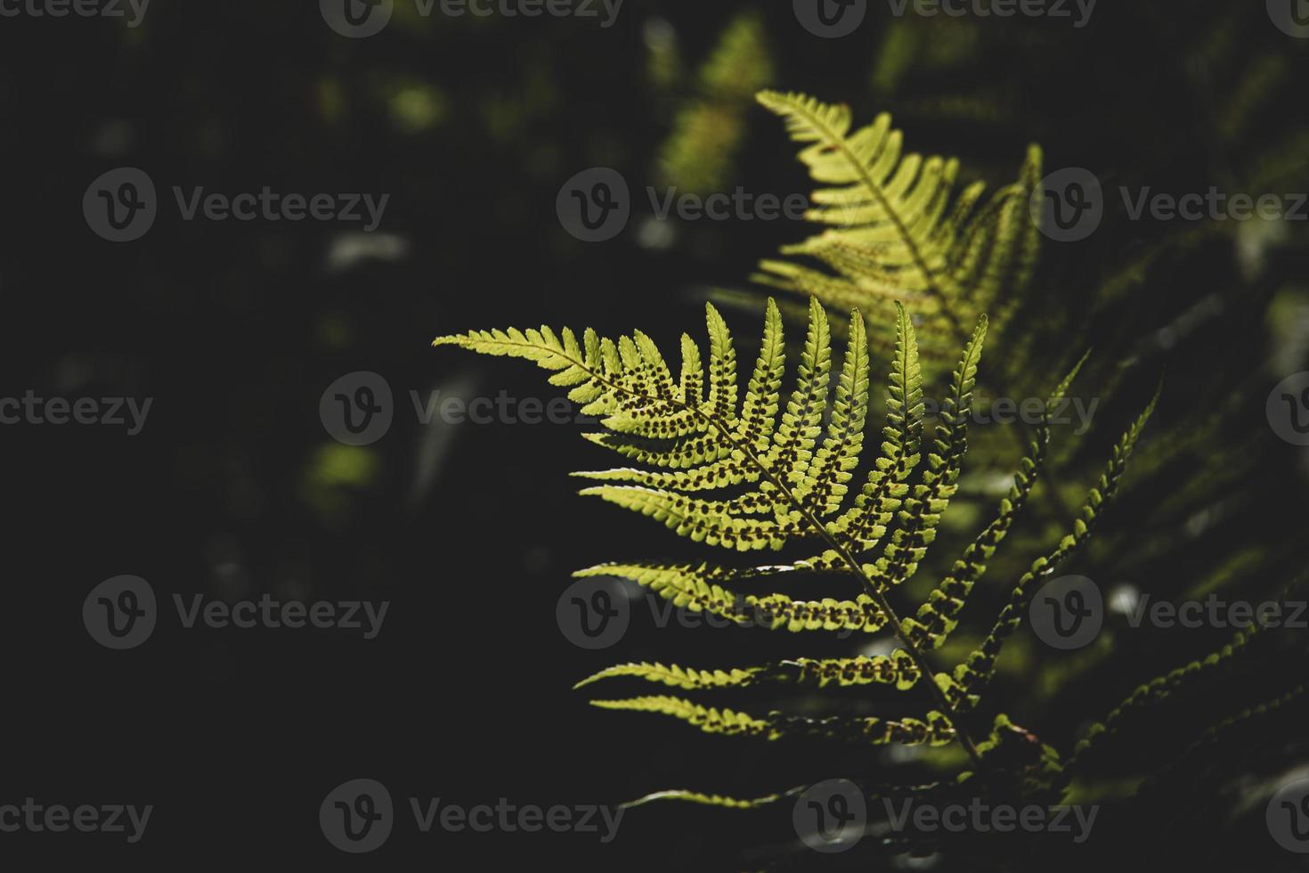 original green fern leaves on a dark background in the forest on a summer day photo