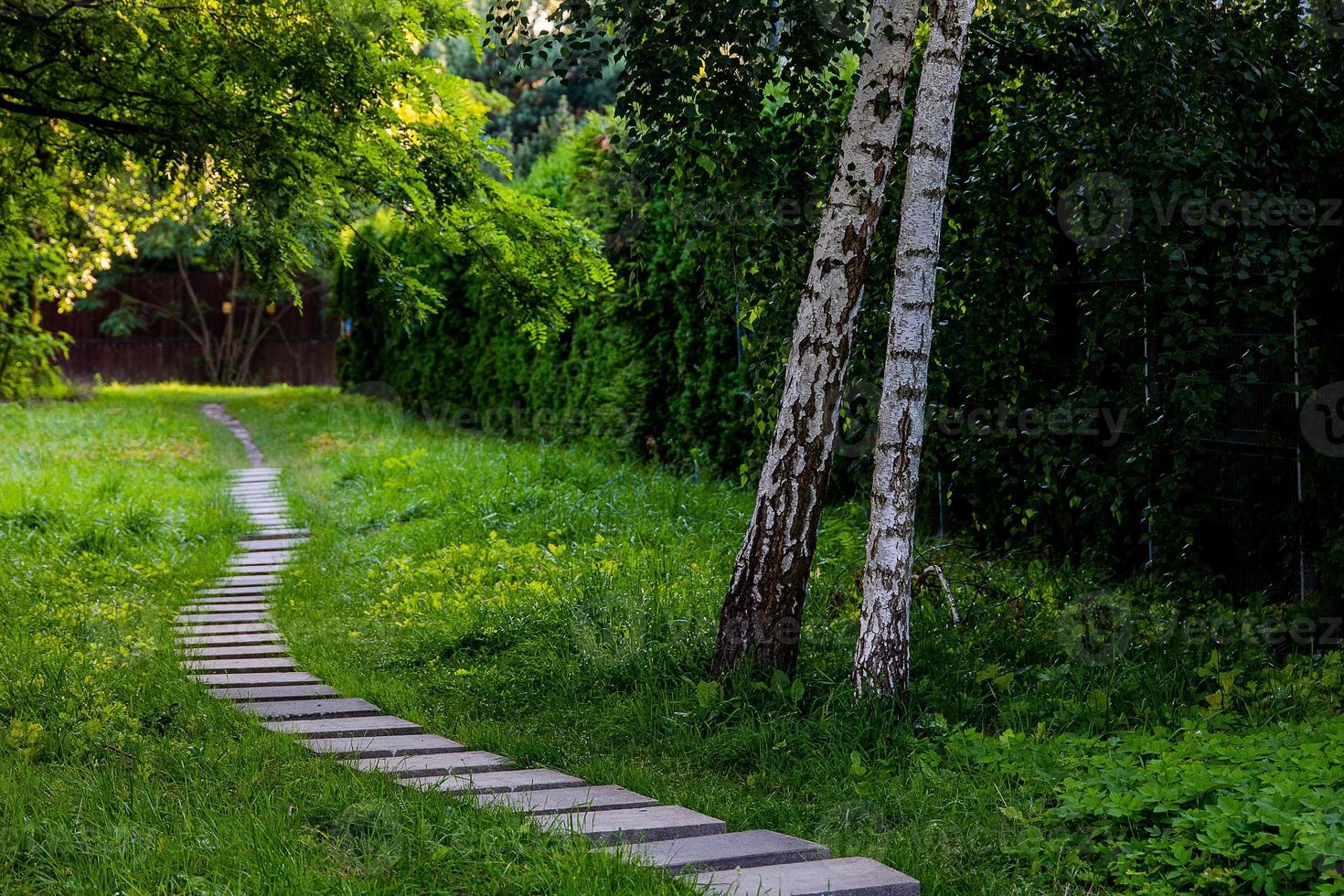 summer landscape stone path among green plants and birches photo
