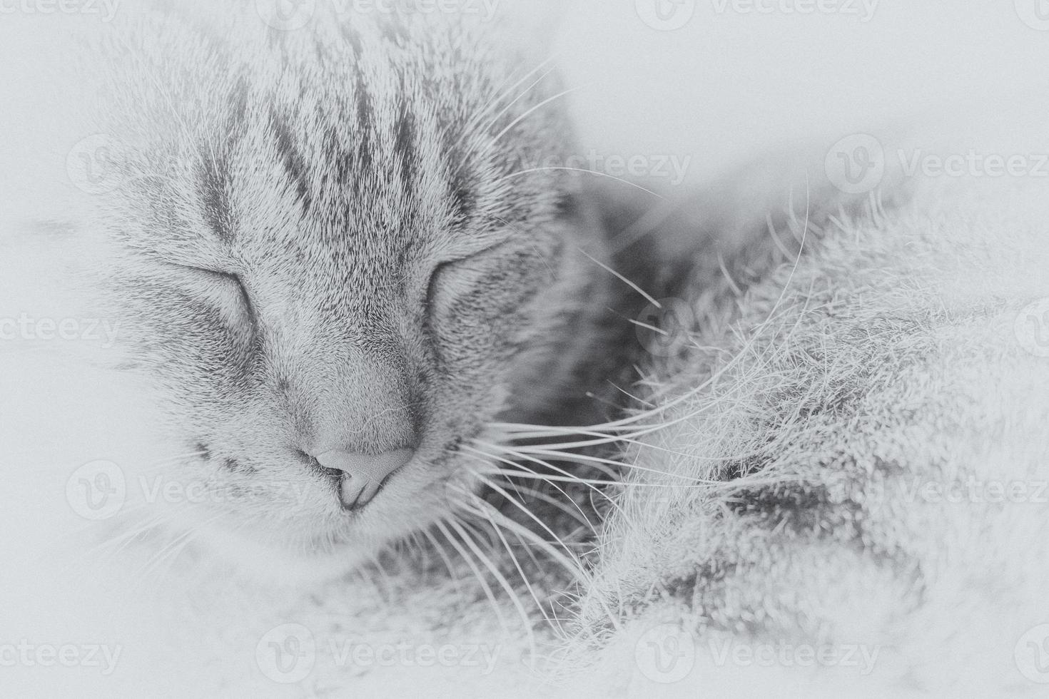 tired gray tabby cat in close-up photo