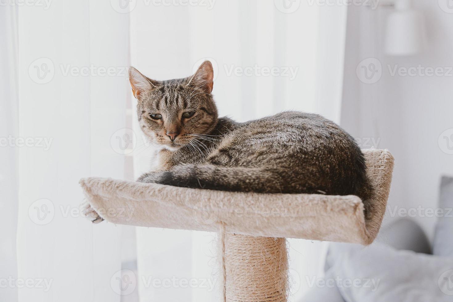 tired gray tabby cat in close-up photo