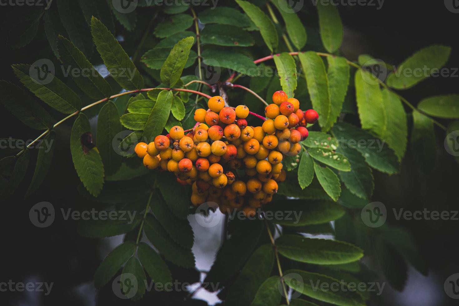 red rowan on a background of green leaves in close-up on a warm summer day photo
