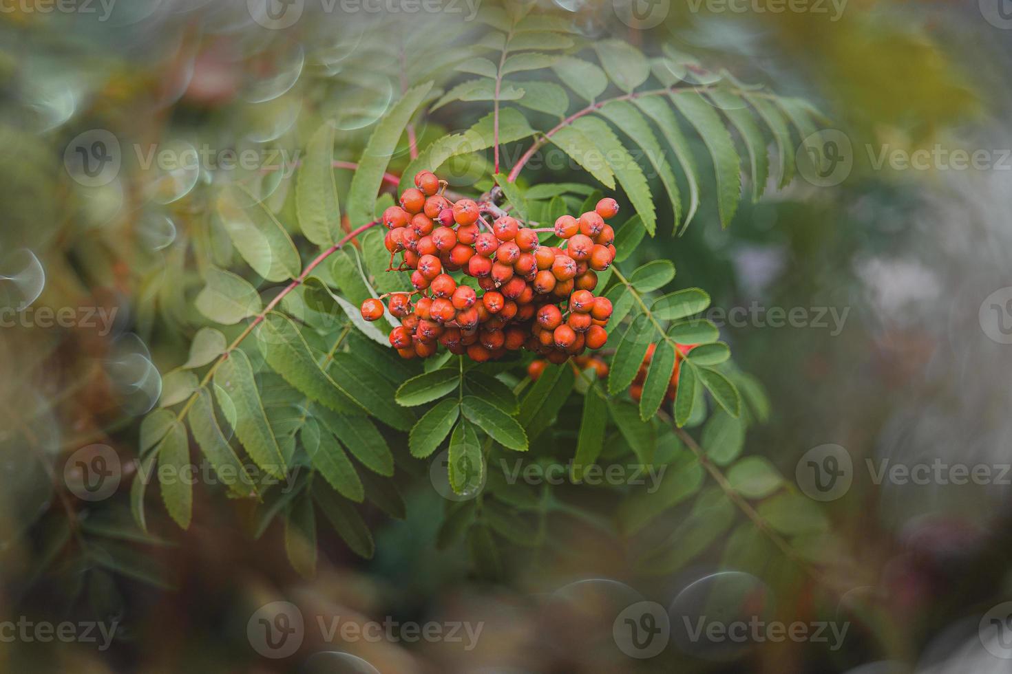 red rowan on a background of green leaves in close-up on a warm summer day with bokeh photo