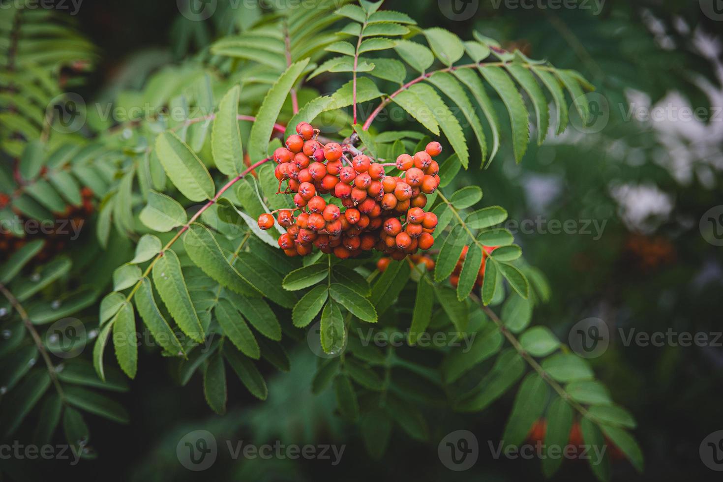 red rowan on a background of green leaves in close-up on a warm summer day photo