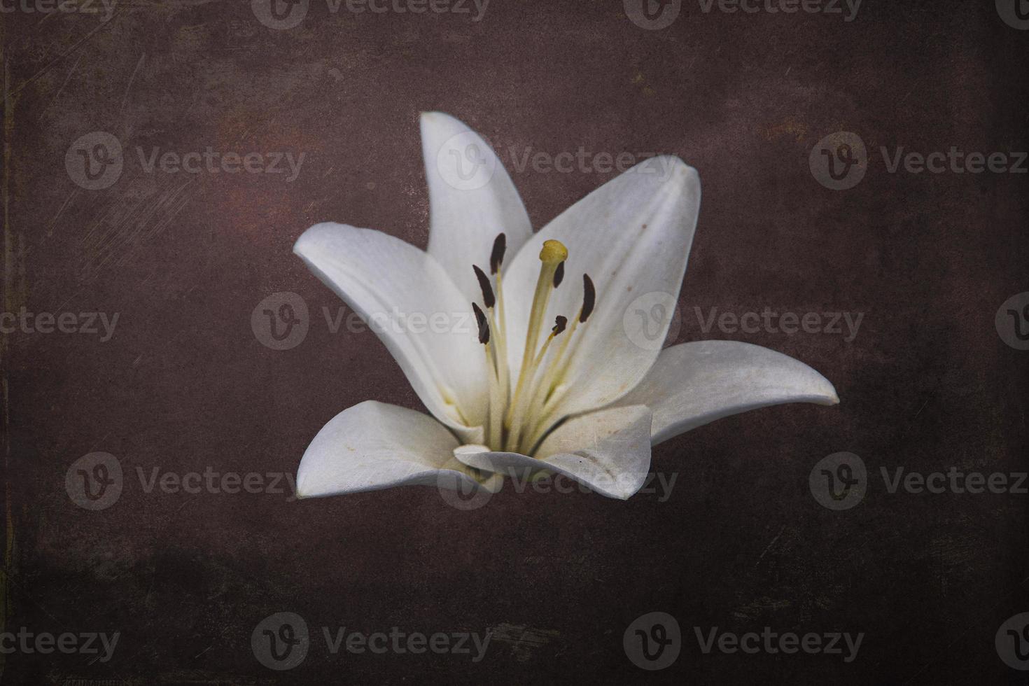 white delicate lily flower on dark background photo