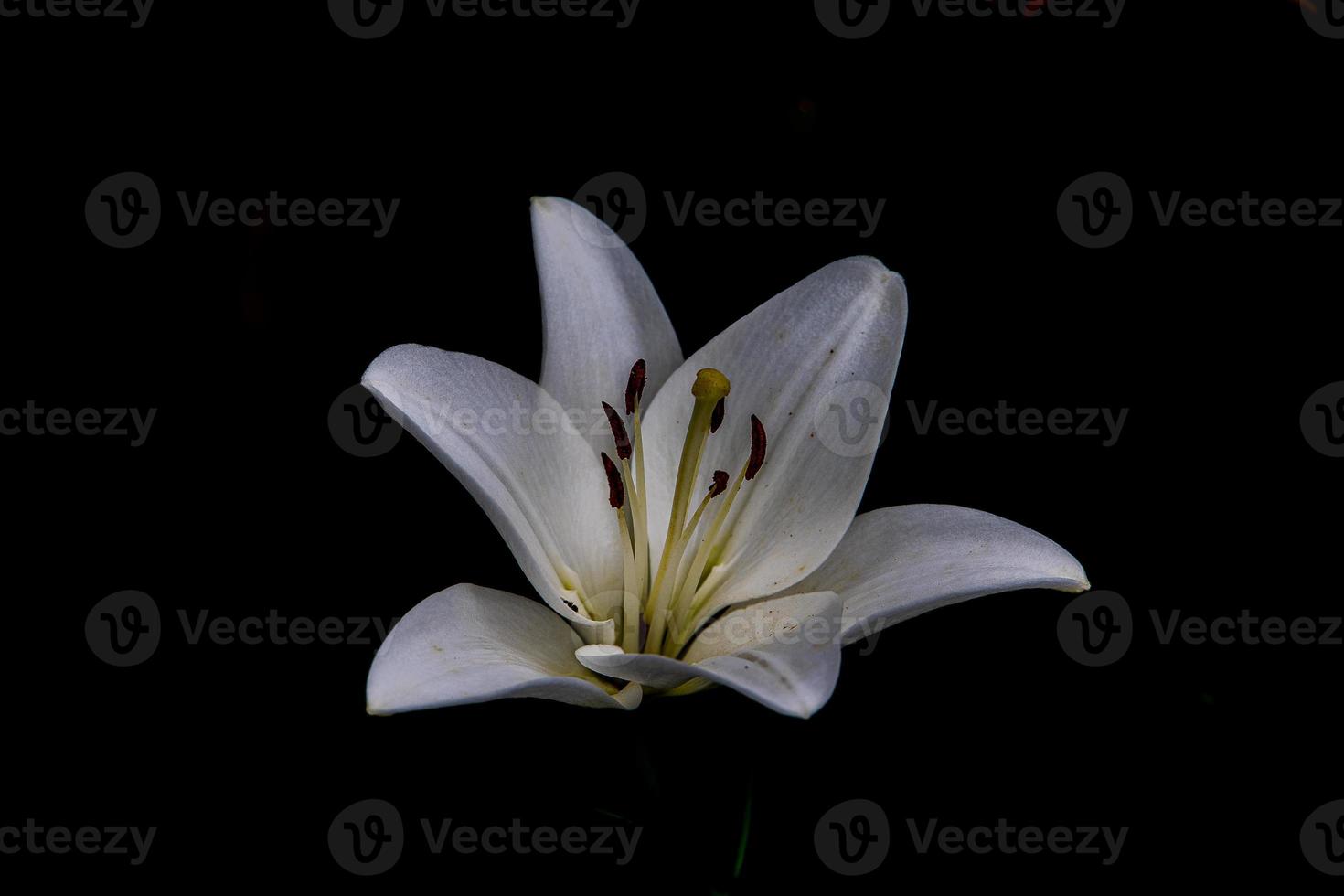 white delicate lily flower on dark background photo