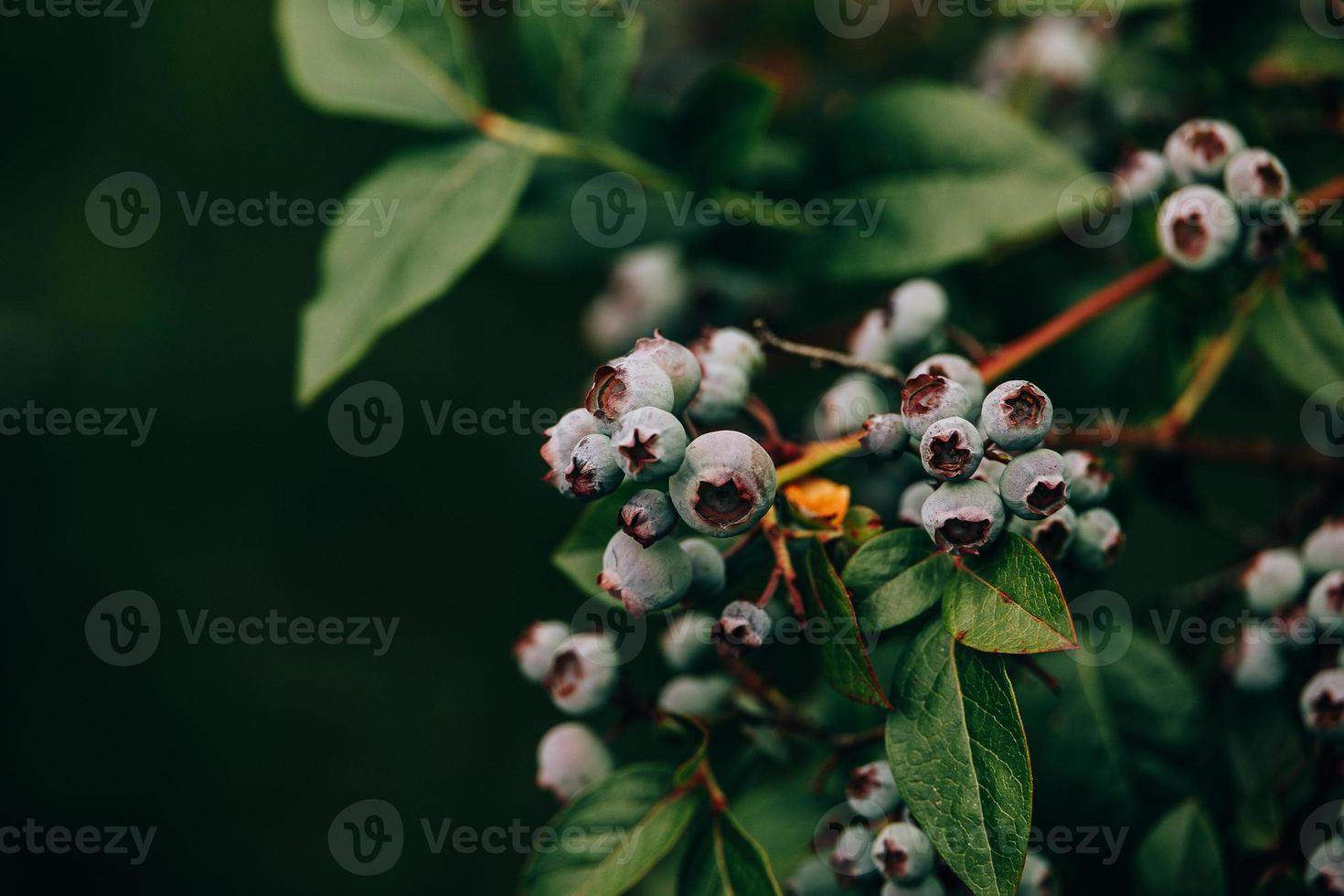 ecological American blueberry on the bush in the garden photo