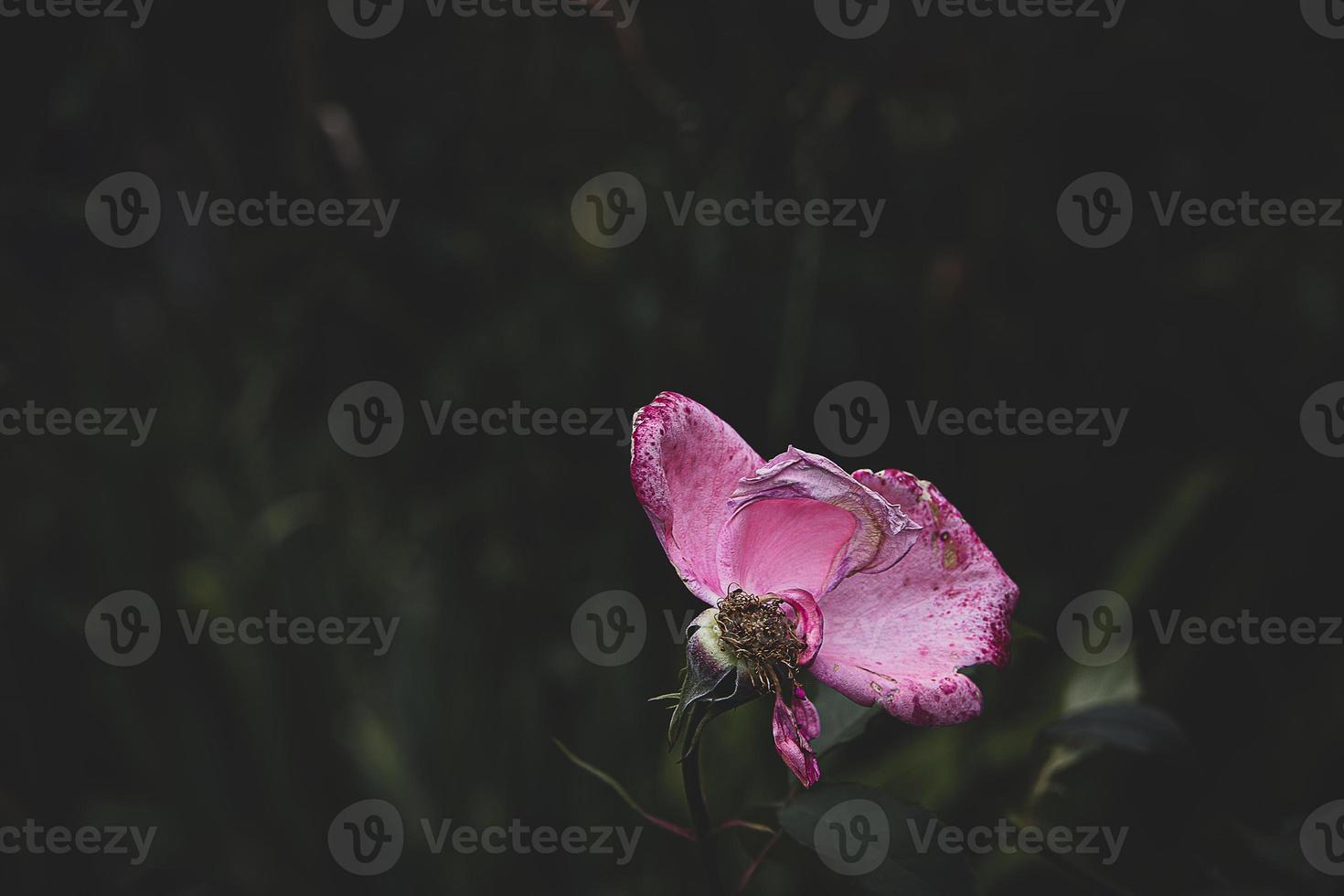 pink rose old fading old with a few missing petals in the garden on a summer day photo