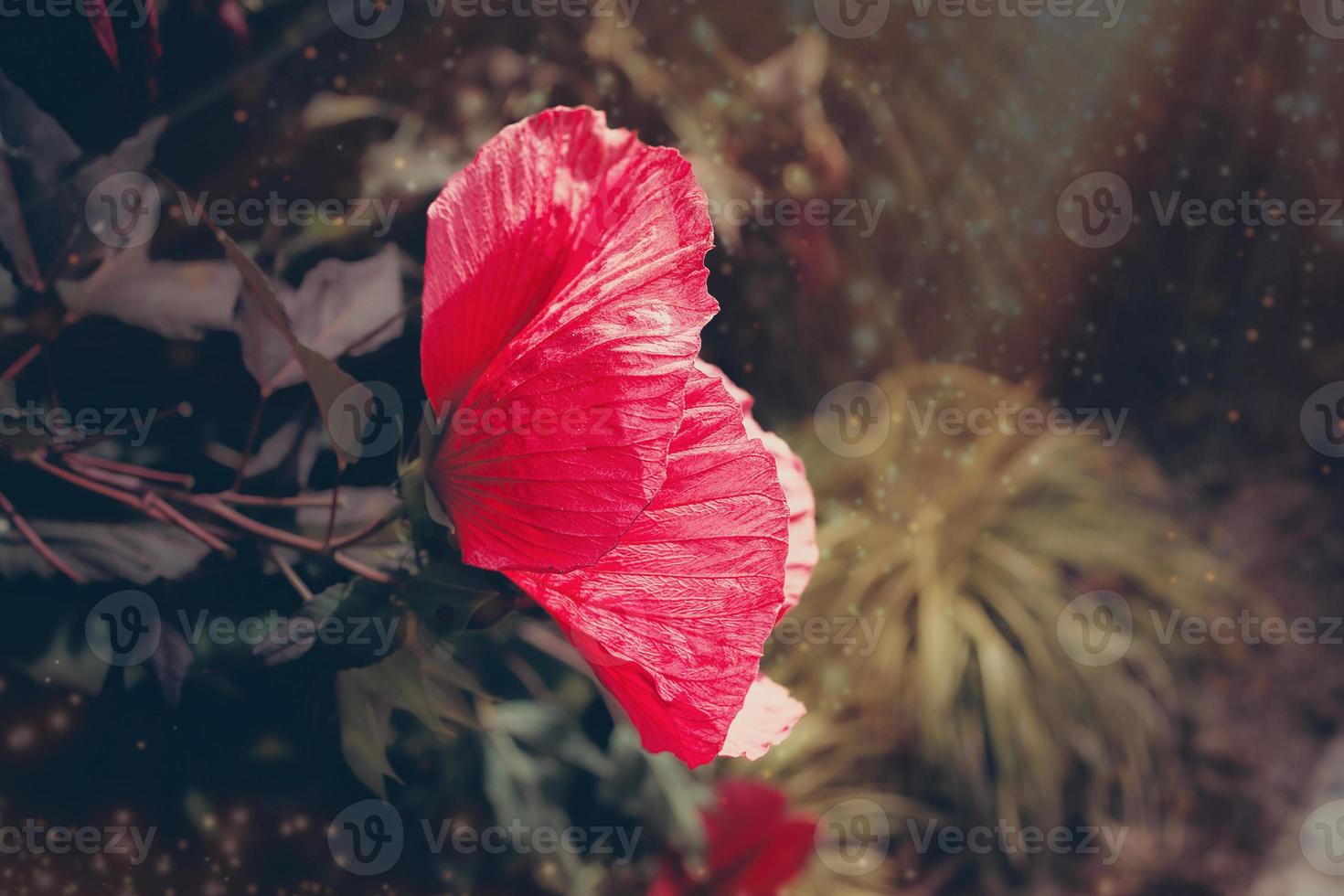 big pink natural hibiscus flower on shrub on summer day photo