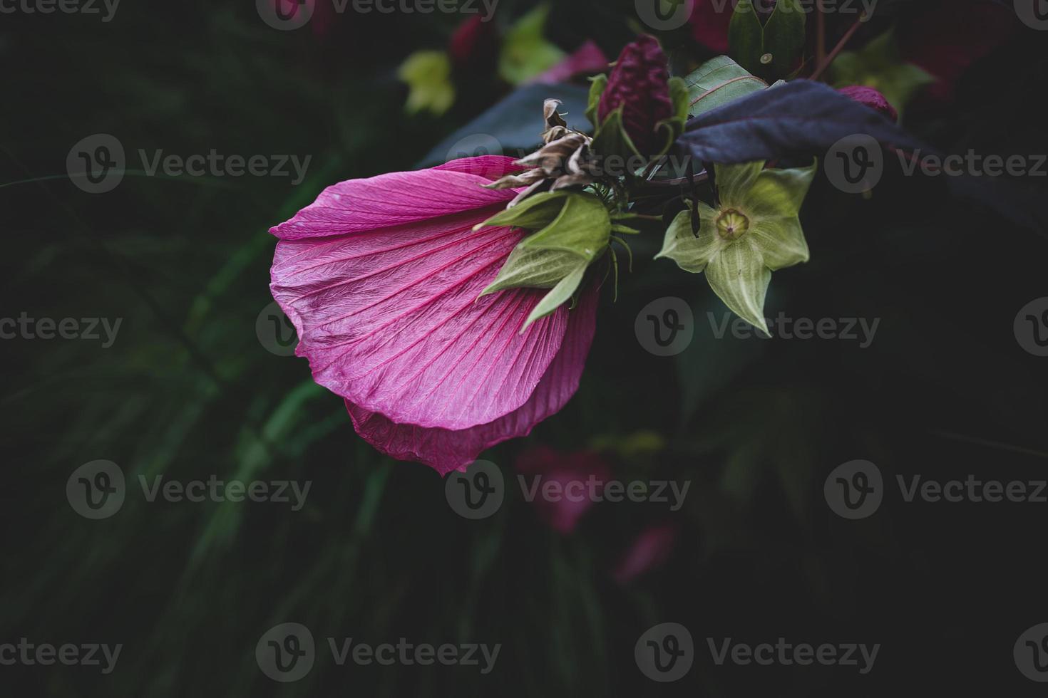 big pink natural hibiscus flower on shrub on summer day photo