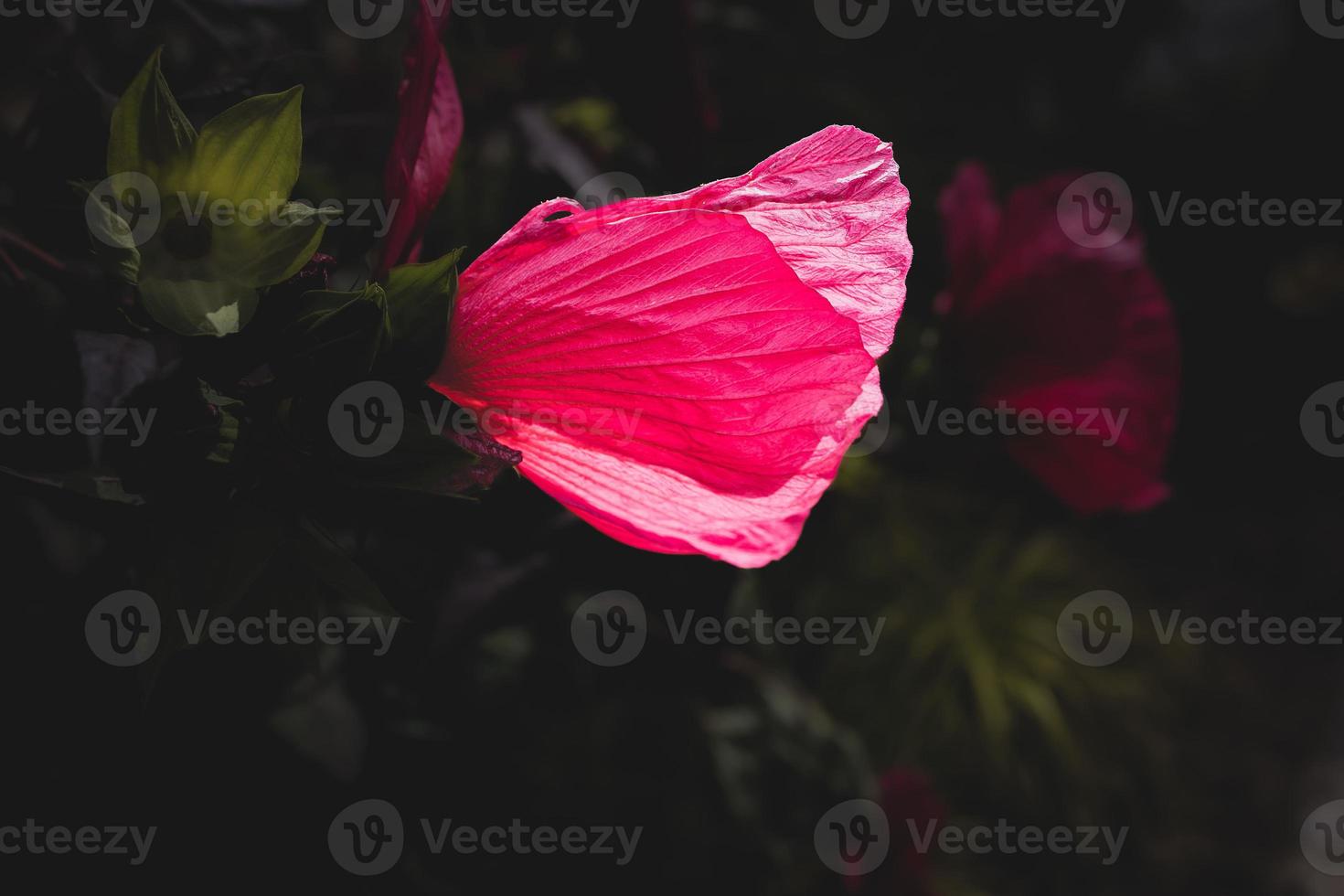 big pink natural hibiscus flower on shrub on summer day photo