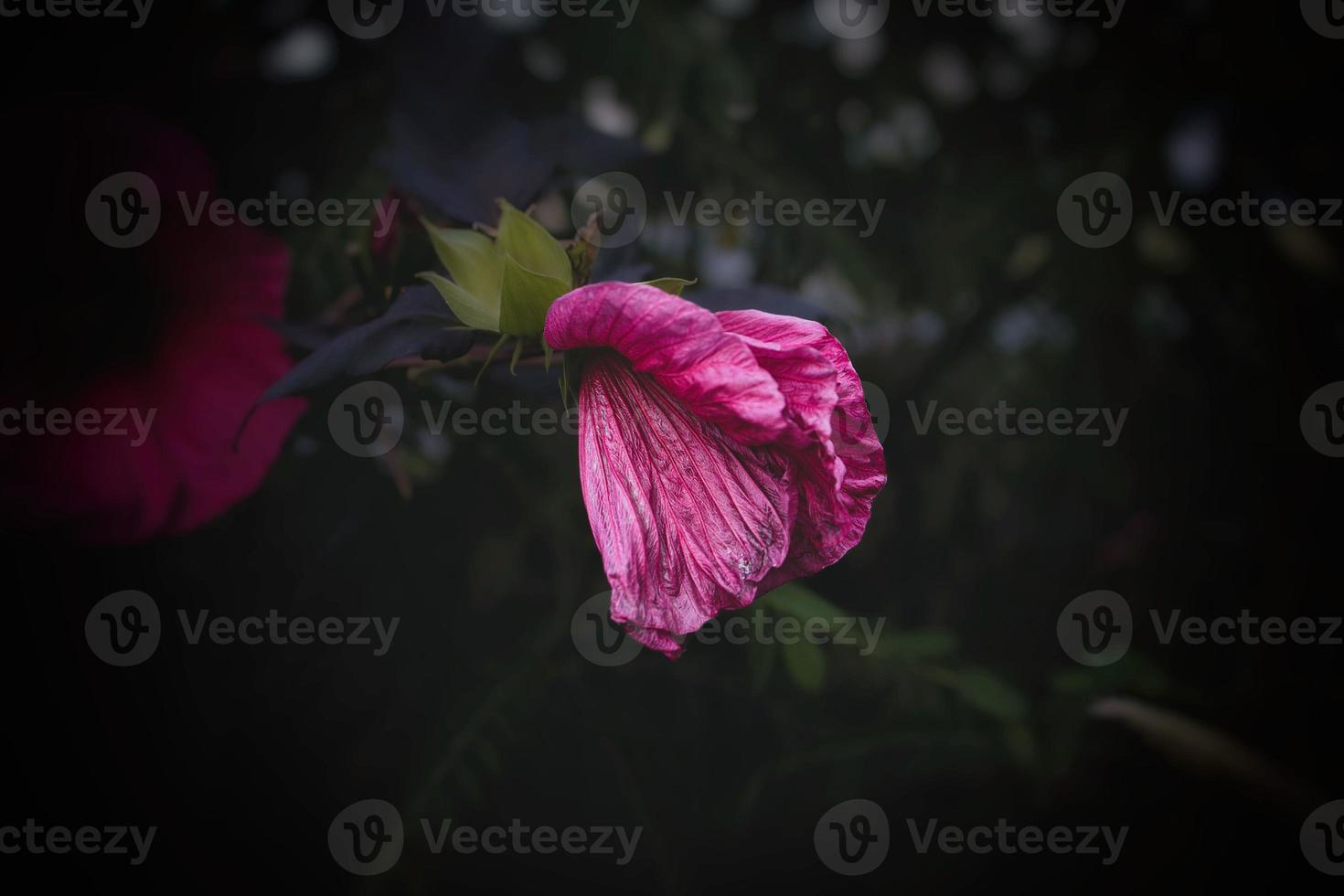 big pink natural hibiscus flower on shrub on summer day photo