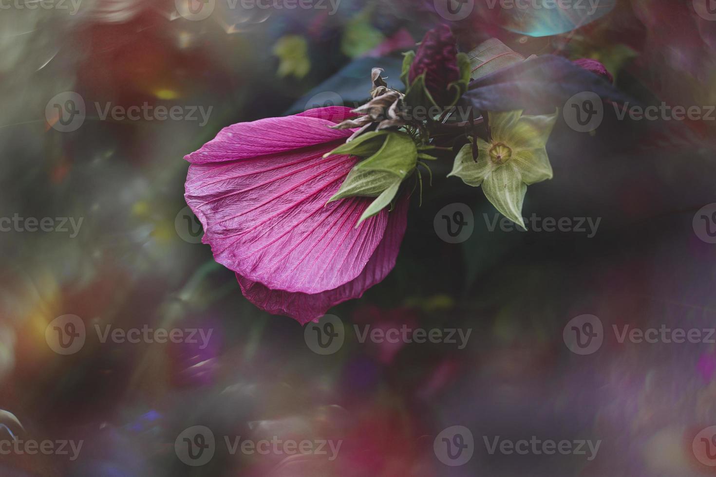 big pink natural hibiscus flower on shrub on summer day photo