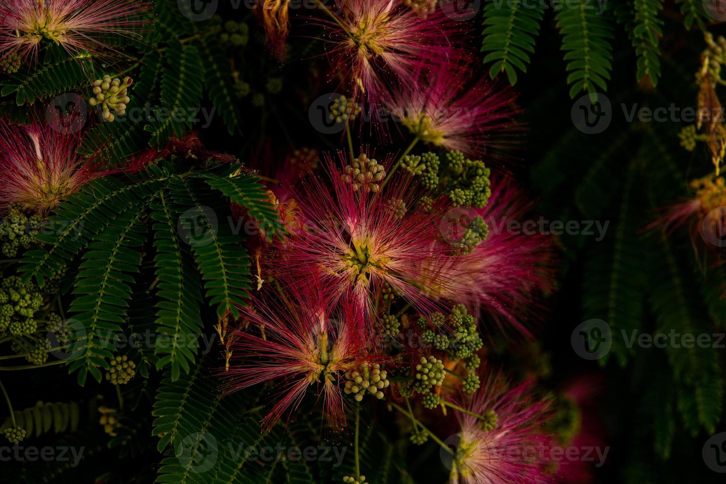 spring flower Albizia julibrissin on a tree on a warm day close-up photo