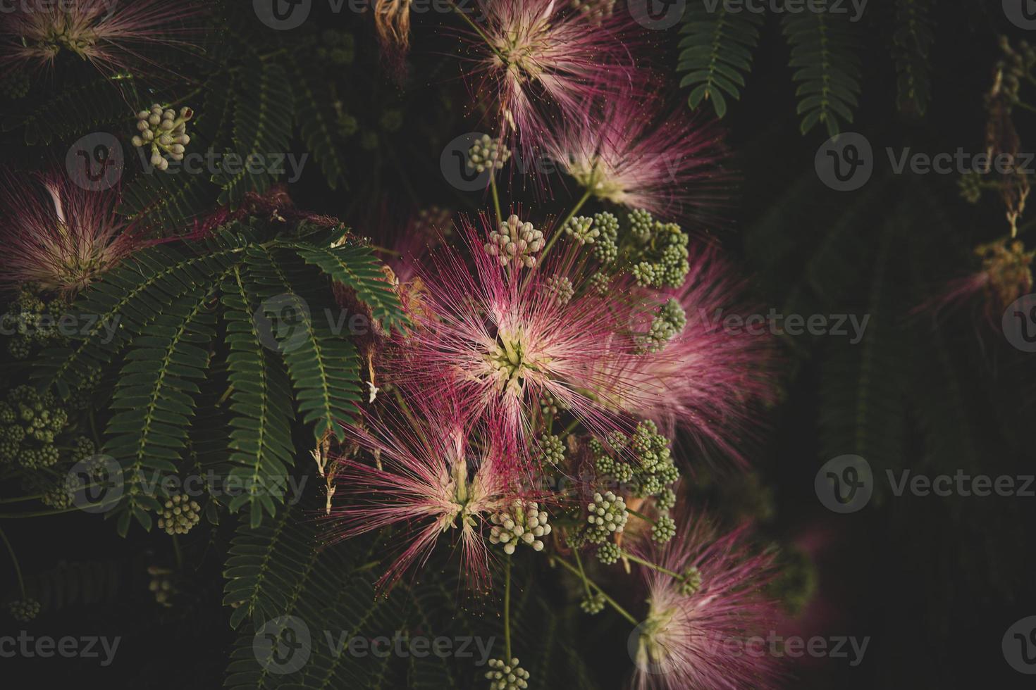 spring flower Albizia julibrissin on a tree on a warm day close-up photo