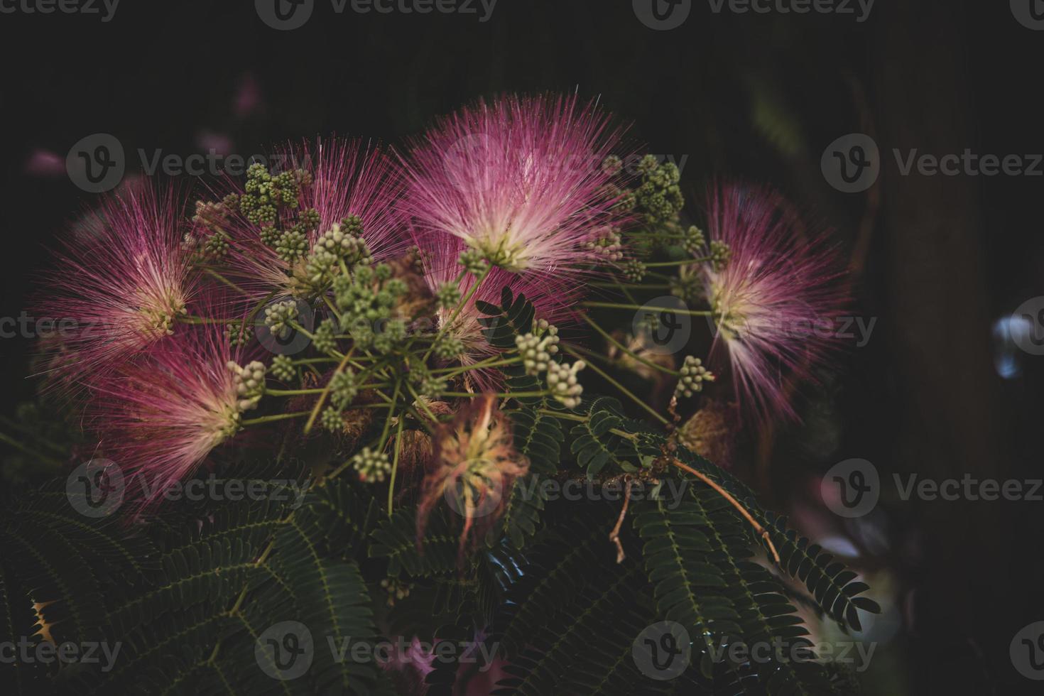 spring flower Albizia julibrissin on a tree on a warm day close-up photo