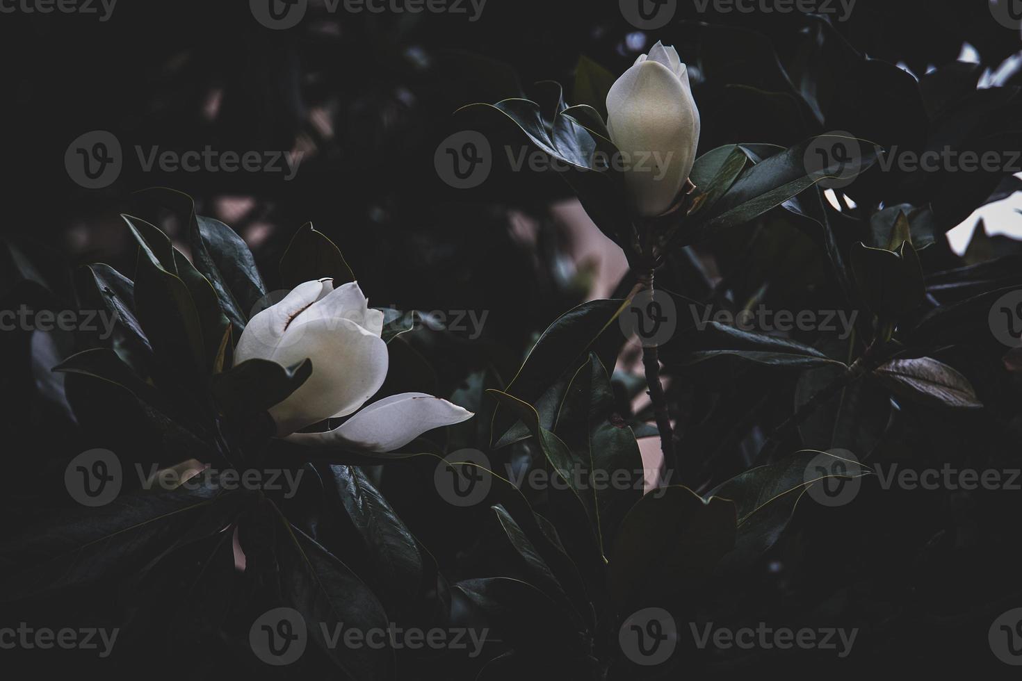 large white magnolia against a background of dark green leaves on a tree in spring day photo