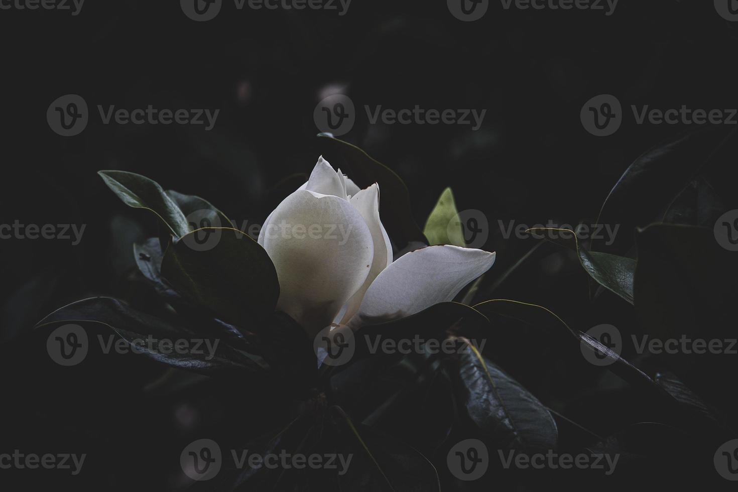 large white magnolia against a background of dark green leaves on a tree in spring day photo