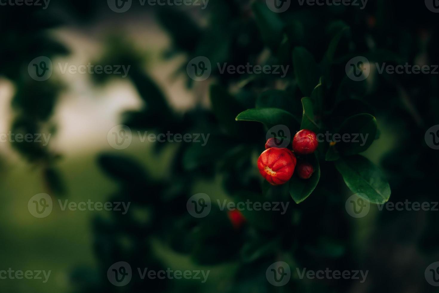 red pomegranate flower on a tree in the garden on a spring day against a green background photo