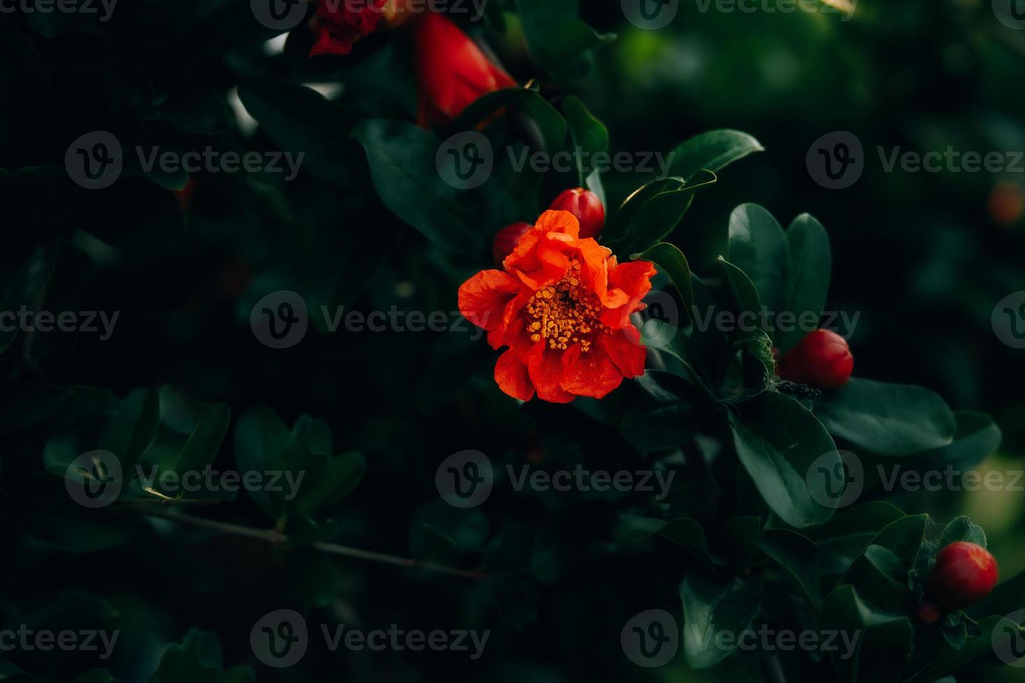 red pomegranate flower on a tree in the garden on a spring day against a green background photo