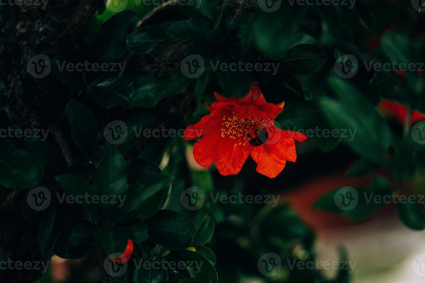 red pomegranate flower on a tree in the garden on a spring day against a green background photo